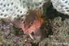 Click to view half-banded-sea-perch_t1.jpg