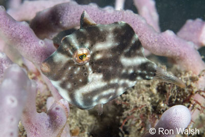 pygmy-leatherjacket.jpg