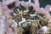 Click to view pygmy-leatherjacket_t1.jpg