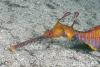 weedy-dragon_t1.jpg