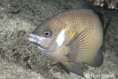 white-ear-scaleyfin.jpg