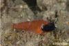 black-cheek-triplefin_t1.jpg