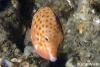 Click to view eastern-smooth-boxfish_t1.jpg