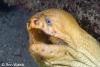 Click to view green-moray_t1.jpg