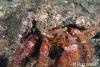Click to view hermit-crab_t1.jpg