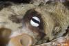 Click to view octopus-eye_t1.jpg