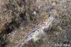 Click to view sand-goby_t1.jpg