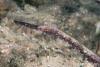 Click to view stick-pipefish_t1.jpg