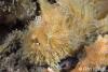 Click to view striped-anglerfish-2_t1.jpg