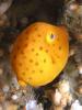 Click to view shiprcok-yellow-boxfish_t1.jpg