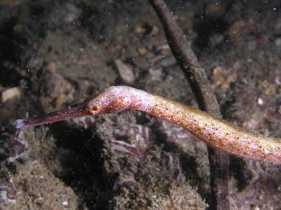 shiprock-pipefish.jpg