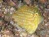 Click to view shiprock-pygmy-ljacket_t1.jpg