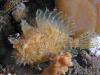 Click to view shiprock-yellow-anglerfish_t1.jpg
