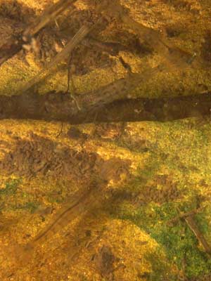 blue-pool-yabbies.jpg
