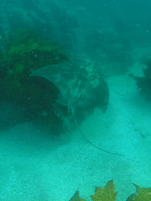 kiama-eagle-ray.jpg