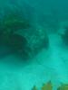 Click to view kiama-eagle-ray_t1.jpg