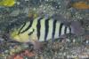 Click to view black-banded-sea-perch_t1.jpg