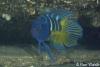 Click to view eastern-blue-devilfish-1_t1.jpg