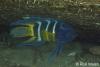 Click to view eastern-blue-devilfish-3_t1.jpg