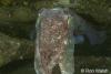 Click to view giant-cuttlefish_t1.jpg