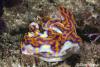 Click to view magnificent-ceratasoma_t1.jpg