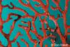 Click to view red-gorgonia_t1.jpg