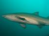 Click to view fish-and-chips-gns1_t1.jpg