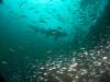 Click to view fish-and-chips-gns2_t1.jpg