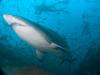 Click to view fish-and-chips-gns3_t1.jpg