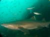 Click to view fish-and-chips-gns_t1.jpg