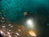 Click to view fish-and-chips-kelly_t1.jpg