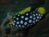 Click to view fish-rock-ctf-baby1_t1.jpg