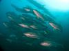 Click to view fish-rock-kingfish_t1.jpg