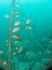 Click to view frc-aquarium-mooring_t1.jpg