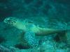Click to view turtle-frc-april-2010_t1.jpg