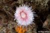 Click to view bairds-solitary-coral_t1.jpg