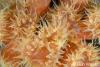 Click to view orange-jewel-anenome_t1.jpg