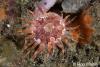 Click to view southern-sea-anenome_t1.jpg