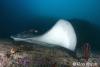Click to view bull-ray_t1.jpg