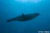 Click to view seals-3_t1.jpg