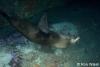 Click to view seals-4_t1.jpg