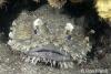 Click to view frogfish_t1.jpg