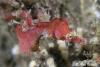 Click to view pygmy-pipehorse-2_t1.jpg