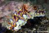 Click to view magnificent-ceratasoma_t1.jpg
