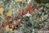 Click to view pygmy-pipehorse-1_t1.jpg