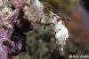 Click to view pygmy-pipehorse-2_t1.jpg