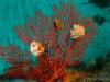 Click to view basket-stars-on-gorgonian_t1.jpg