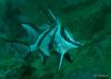 Click to view boarfish-on-the-henry-bolte_t1.jpg