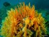 Click to view gorgonian_t1.jpg