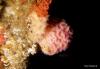 Click to view jewel-anemones_t1.jpg